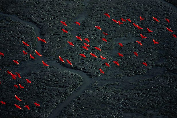 Червени ибиси над делтата на Амакуро, Венецуела