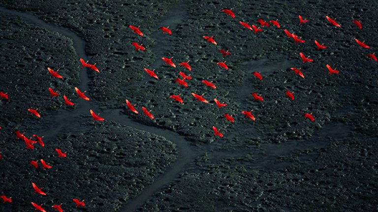 Червени ибиси над делтата на Амакуро, Венецуела