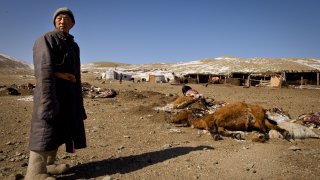 Условията в Монголия са най-суровите от 50 г. насам