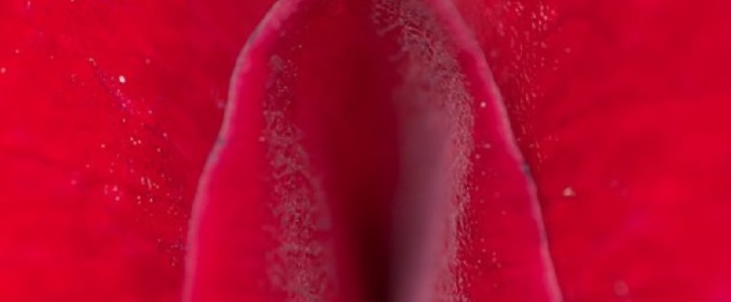 rose-143937_960_720