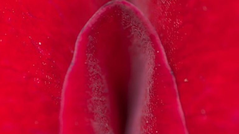 rose-143937_960_720
