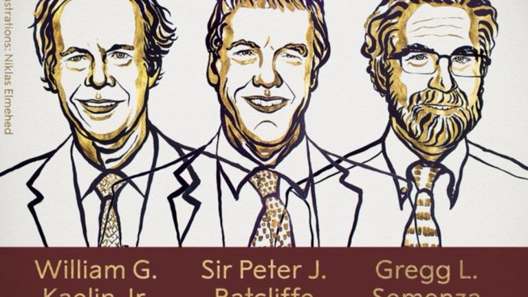 Те се занимават с въпроса за приспособимостта на клетките към нивата на кислород