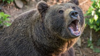 Когато човек отива на разходка в гората, от него се очаква да има едно наум
