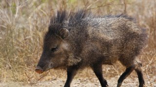 Хавелина, или огърличесто пекари, създаде доста главоболия на клуб в Аризона