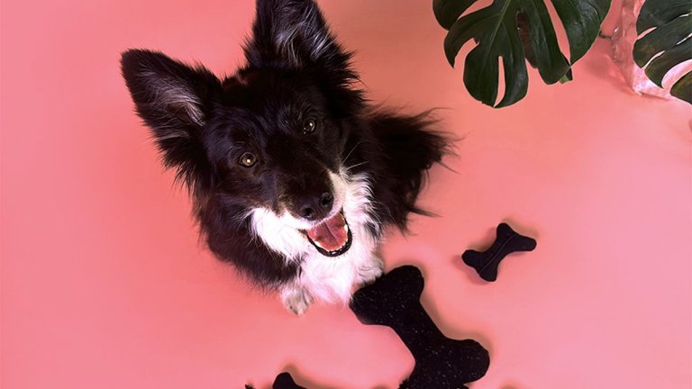 Как употребявани дрехи се превърнаха в аксесоари за домашни любимци