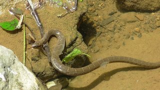 1024px-Nerodia_sipedon_shedding
