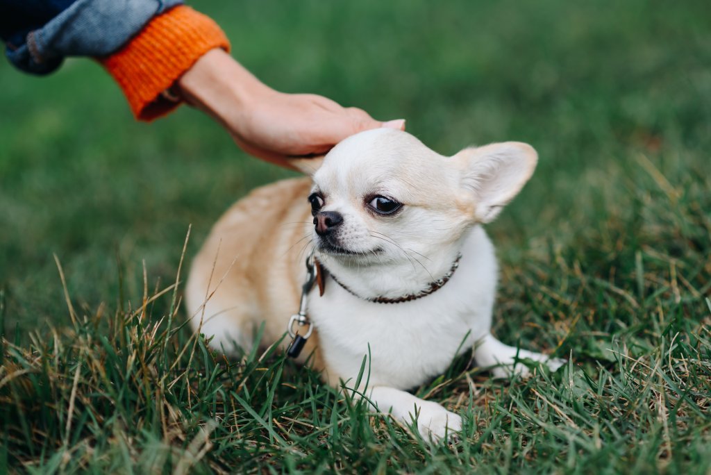 ЧихуахуаЧесто се сещаме как чихуахуа се държат по-смело, отколкото размерът им предполага. Всъщност причината е, че нерядко са уплашени и се опитват да се защитят. Оттам идват и треперенето, силният лай и леко истеричното на моменти поведение.