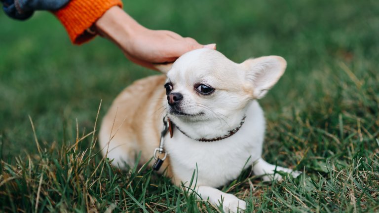 ЧихуахуаЧесто се сещаме как чихуахуа се държат по-смело, отколкото размерът им предполага. Всъщност причината е, че нерядко са уплашени и се опитват да се защитят. Оттам идват и треперенето, силният лай и леко истеричното на моменти поведение.