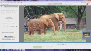 Picasa, слонове