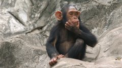 Или поне според човешките критерии