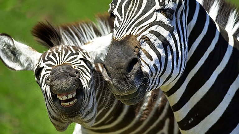Зебрите се срещат само в Африка