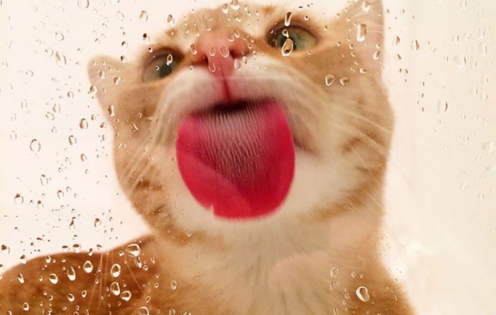 Котка