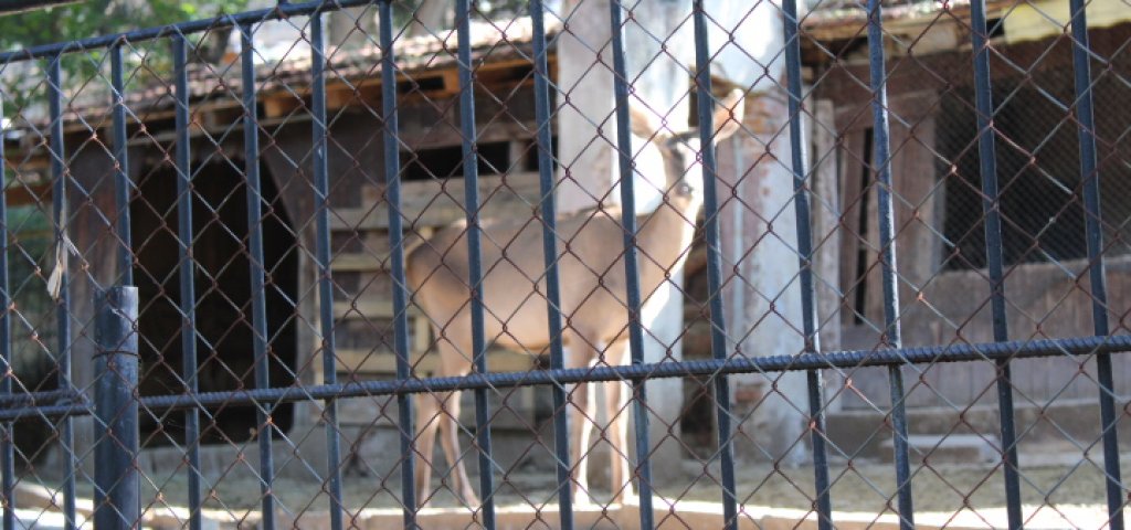 Отровиха 9 сърни от зоопарка в Благоевград