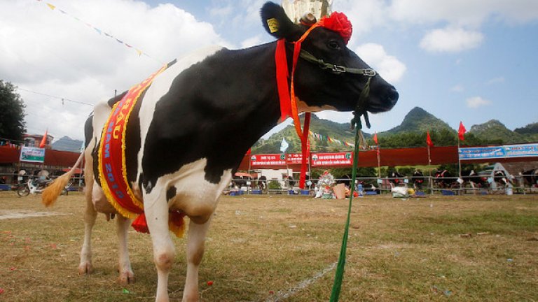 Свещена крава. Всички знаем какъв е статутът на кравите в Индия. Както и на крикета - любимият национален спорт. Отбор от Мумбай реши да направи любопитно съчетание - в загрявката редом с играчите неизменно участва петнистото добиче Шарма, което е и клубен талисман. 
