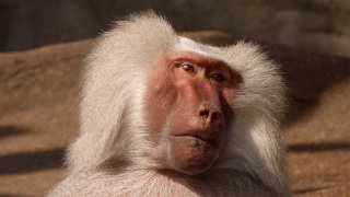 baboon-monkey-animal-nature-67283