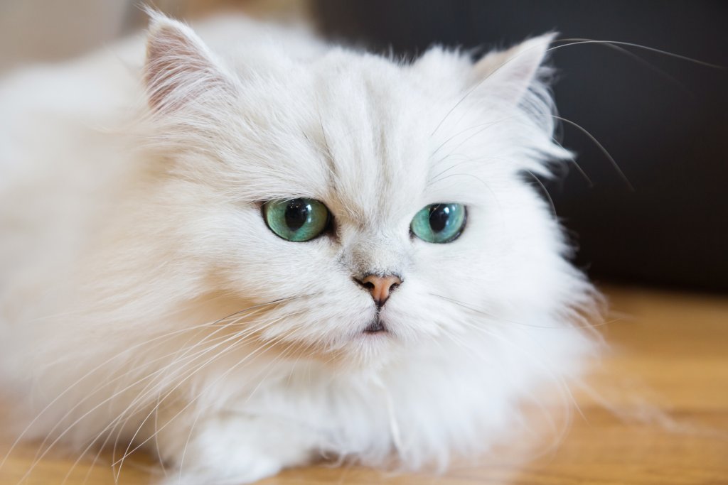 Персийска котка
Белите представители на породата често може да имат и сини очи – част от специфична мутация. 
Това обаче не пречи на характера им – като при останалите представители на породата, те са кротки котки за скут. С много козина обаче.