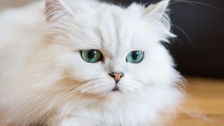Персийска котка
Белите представители на породата често може да имат и сини очи – част от специфична мутация. 
Това обаче не пречи на характера им – като при останалите представители на породата, те са кротки котки за скут. С много козина обаче.