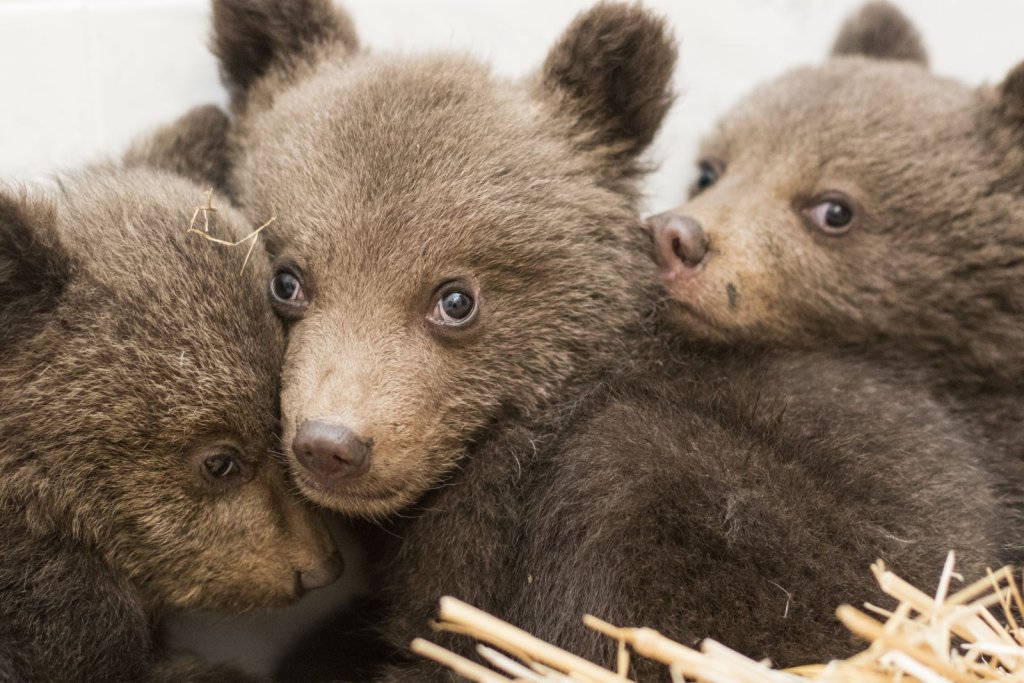 Bear cubs rescued at the Dancing Bears Park