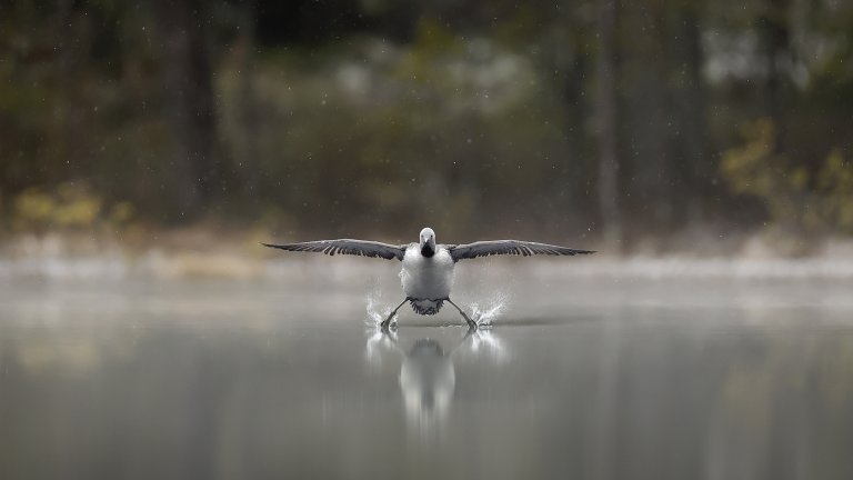 Най-смешните снимки на животни за 2025 г.