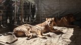 Още животни са в тежко състояние, а Япония се бори с температури над 40 градуса
