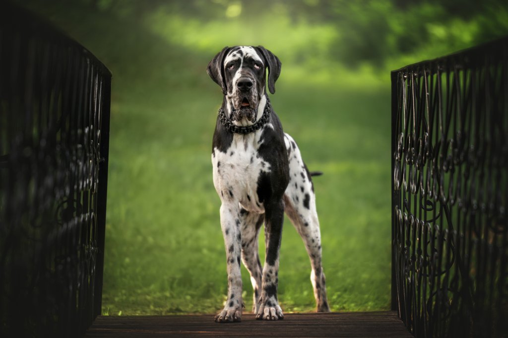 Немски догМнозина не могат да повярват, че толкова едро куче може да е страхливо. Немският дог всъщност е мекушав по характер, един истински нежен гигант. Неща, на които не е свикнал, го стряскат истински, включително чужди хора, новогодишна заря и други кучета.