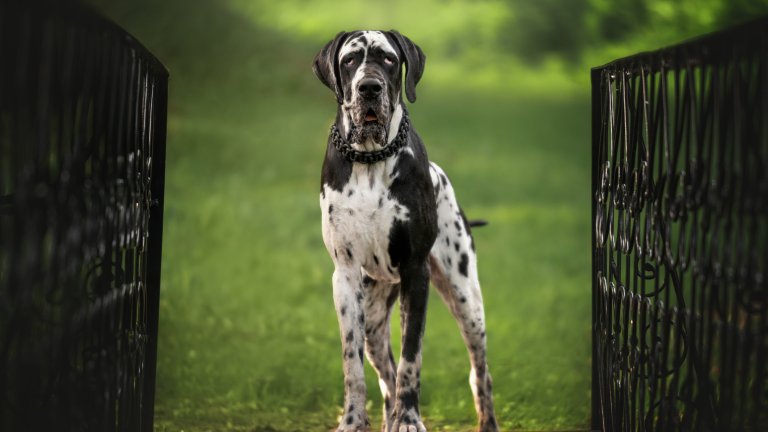 Немски догМнозина не могат да повярват, че толкова едро куче може да е страхливо. Немският дог всъщност е мекушав по характер, един истински нежен гигант. Неща, на които не е свикнал, го стряскат истински, включително чужди хора, новогодишна заря и други кучета.