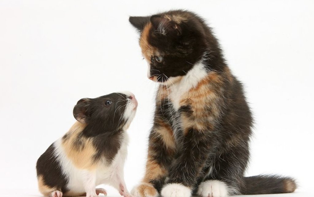 cute-matching-pets-warren-photographic-31-57e935338ed16__880