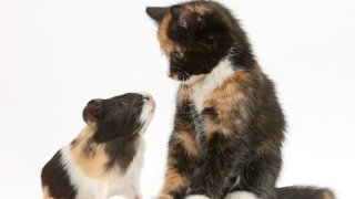 cute-matching-pets-warren-photographic-31-57e935338ed16__880