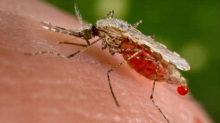 Комари
Комарите са насекомите, които са отговорни за смъртта на най-много хора годишно. Въпреки че са малки, паразитните организми понякога пренасят и причиняват малария при хората, която погубва стотици хиляди души, предимно в Африка.