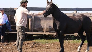 Единсон Кавани все още няма отбор. Но далеч не скучае в родината си в компанията на живи и мъртви животни и балерини