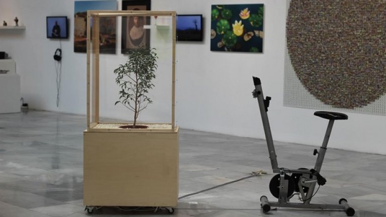 Албена Баева е млад български художник и ще ви накара здраво да се изпотите, ако не искате растението да загине. В нейните произведения технологията свързва, но и често подрива нашите очаквания.