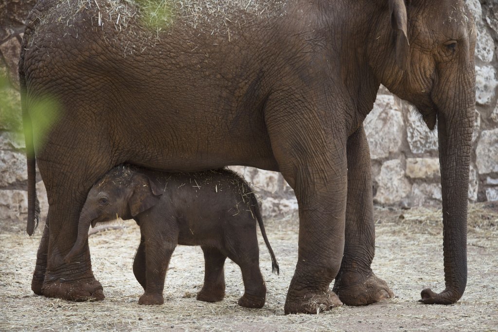New Born Elephants Appear At The Safari Zoo In Israel