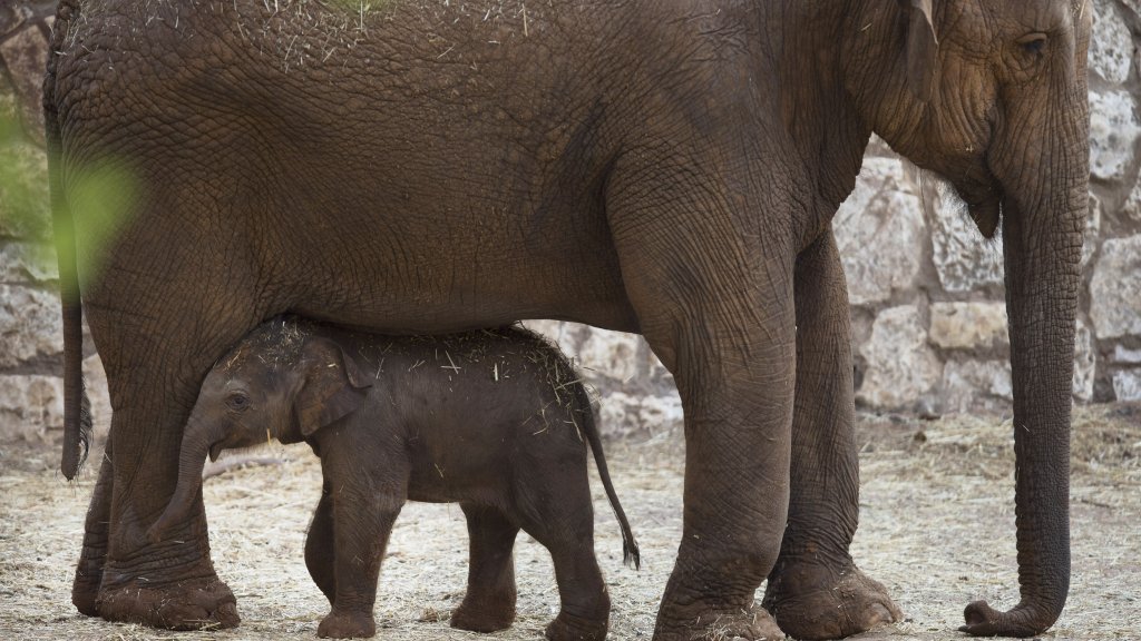 New Born Elephants Appear At The Safari Zoo In Israel
