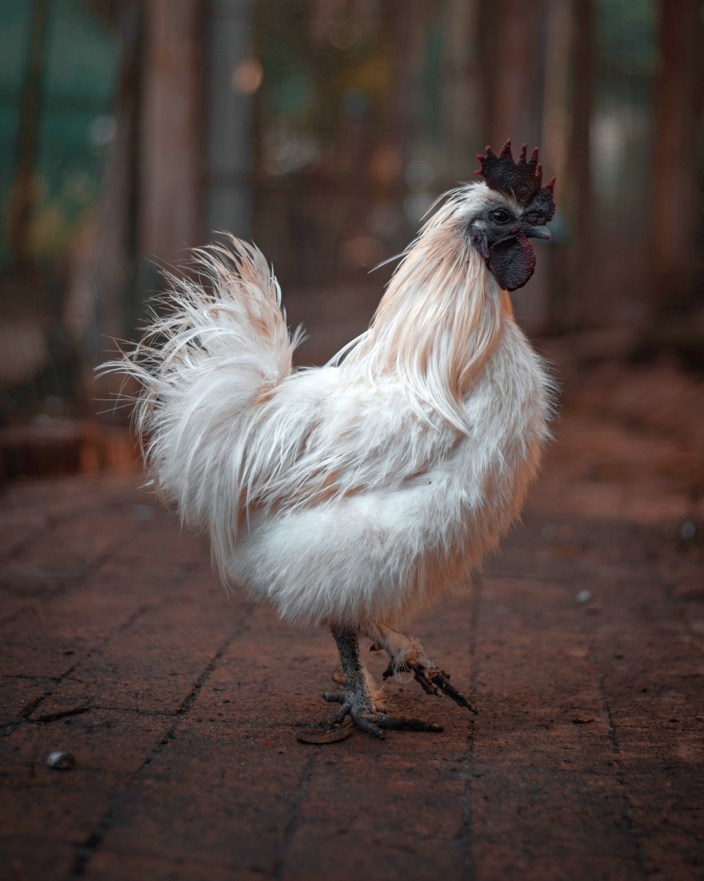 animal-animal-photography-beak-2886001