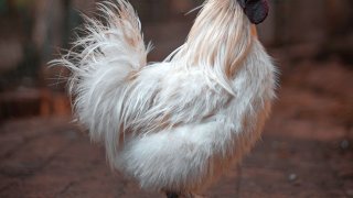 animal-animal-photography-beak-2886001