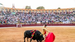 Един бик е избягал от арената, всявайки допълнително хаос в град Ел Еспинал
