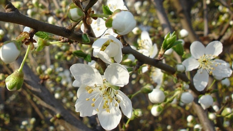 20 март - денят на пролетното равноденствие