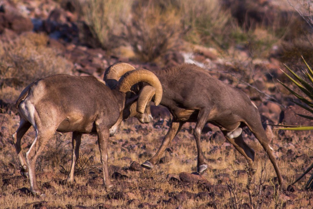 Mojave Trails National Monument Under Review By Trump's EPA Dept. For Possible Downsizing