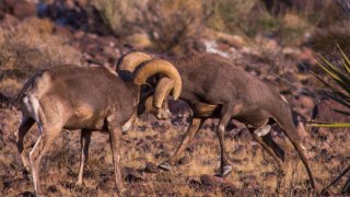 Mojave Trails National Monument Under Review By Trump's EPA Dept. For Possible Downsizing