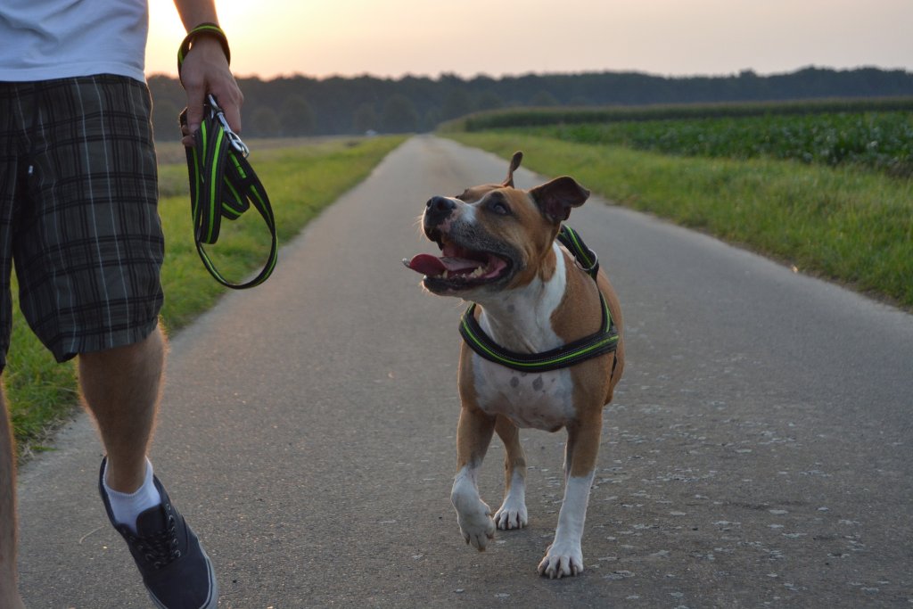 dog-1282866_1920