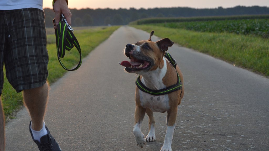 dog-1282866_1920