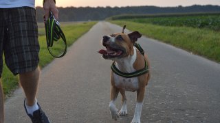 dog-1282866_1920