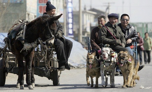Чанчун може да е Моторният град на Китай, но в предградията му могат да се видят и такива абсурди – впряг от кучета на пътното платно