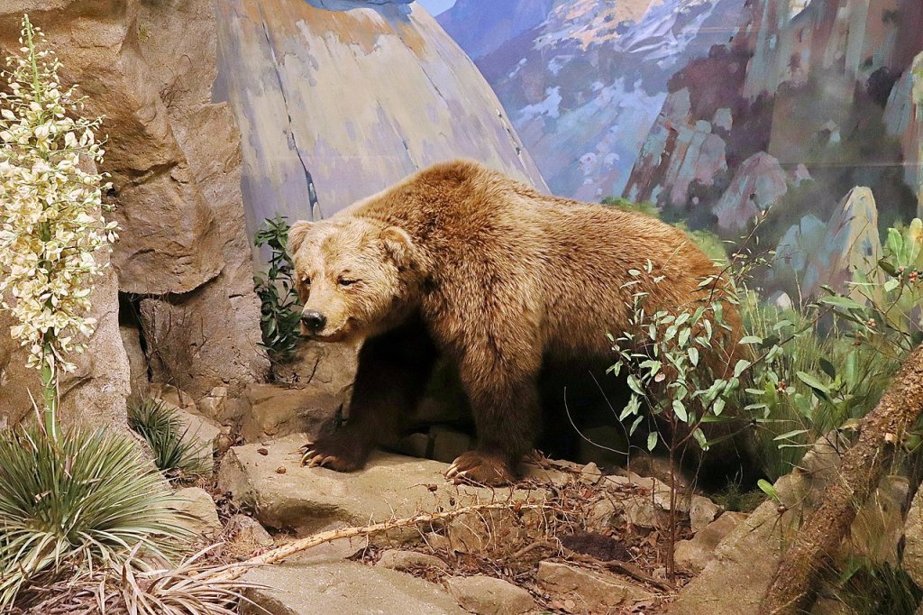 Ursus_arctos_californicus,_Santa_Barbara,_Natural_History_Museum