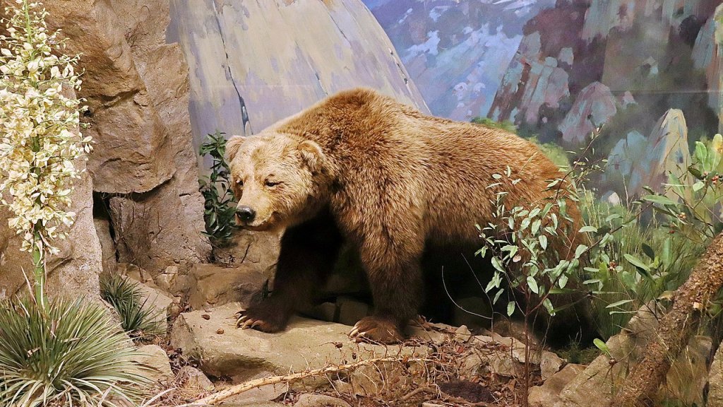 Ursus_arctos_californicus,_Santa_Barbara,_Natural_History_Museum