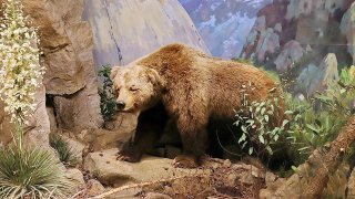 Ursus_arctos_californicus,_Santa_Barbara,_Natural_History_Museum