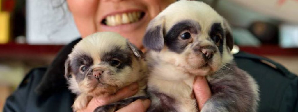 Puppy-Pandas-4