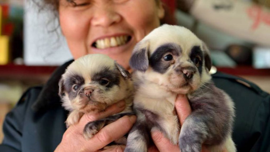 Puppy-Pandas-4