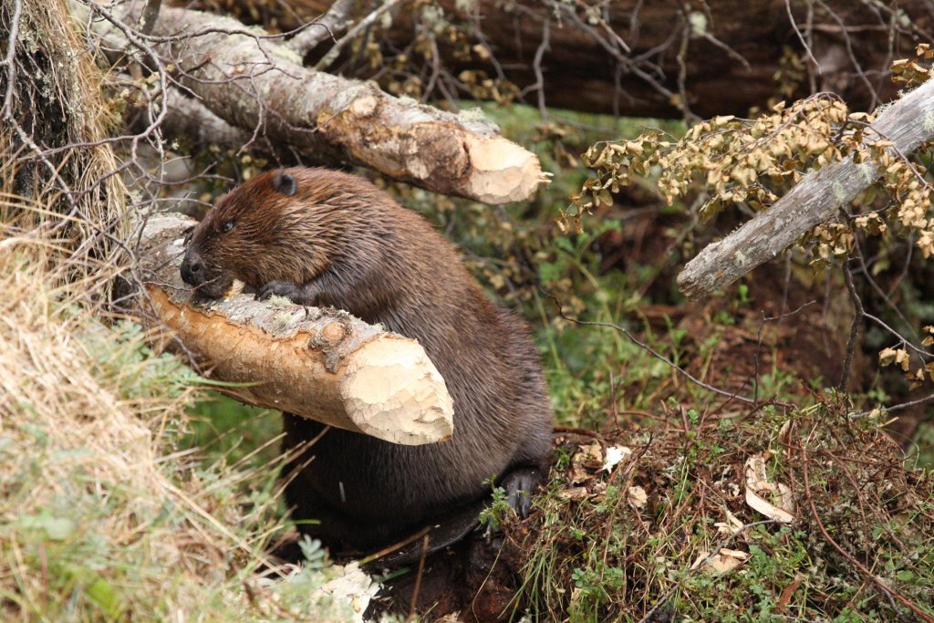beaver