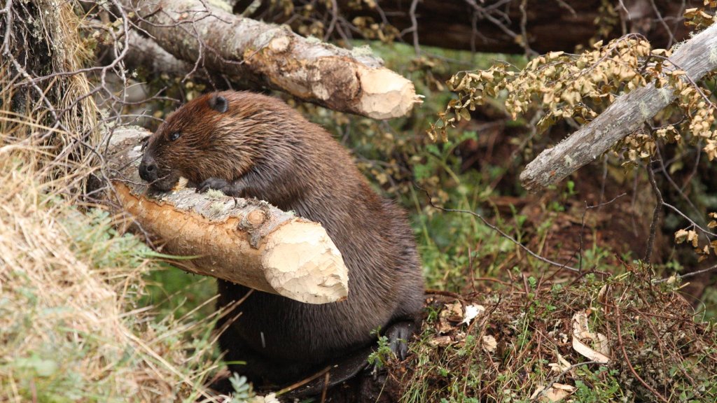 beaver